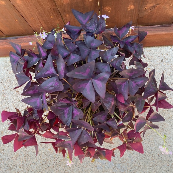 ❤️BOOKMARK🌟POSH AMBASSADOR🌟     Maria L - Picture 9 of 16